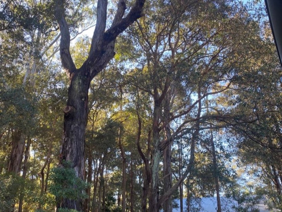 Mature trees in a Greater Manchester parkland setting due for routine re-inspection
