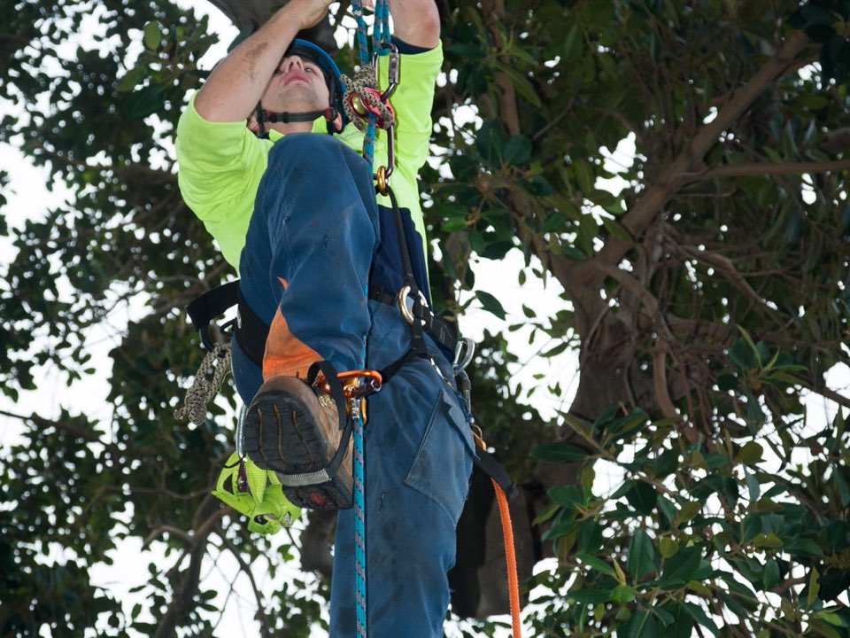 Qualified arborist working in a mature tree during an Enviro Trees UK survey in Greater Manchester